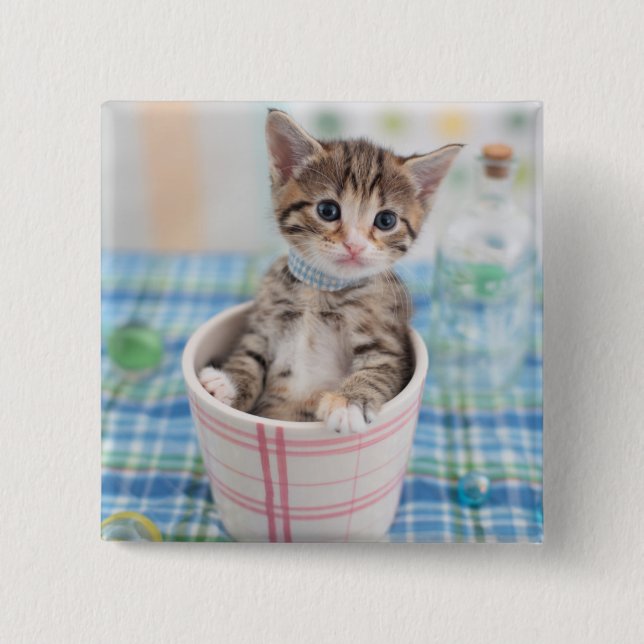 Bóton Quadrado 5.08cm Munchkin Kitten Com Bonito Fita (Frente)