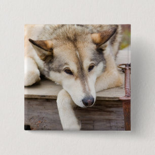 Bóton Quadrado 5.08cm N.A., EUA, Alasca. Cães husky de trenó