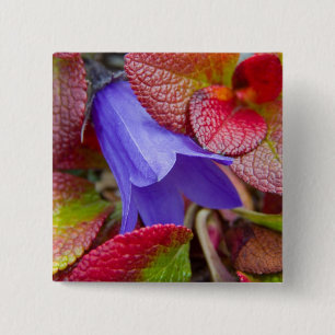 Bóton Quadrado 5.08cm N.A., EUA, Alasca.  Campainha azul na tundra em