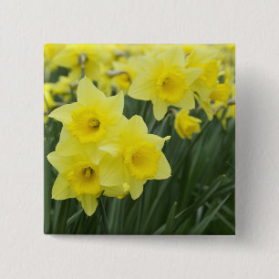 Bóton Quadrado 5.08cm Narcisos RF)