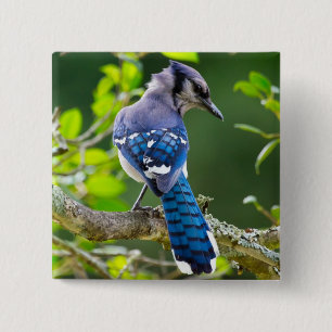 Bóton Quadrado 5.08cm Natureza Fotografia Shy Blue Jay Roupa presente