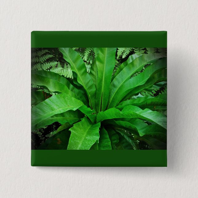 Bóton Quadrado 5.08cm Nest Fern de Bird (Frente)