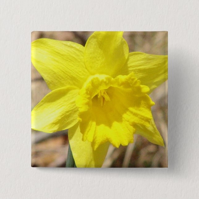 Bóton Quadrado 5.08cm O Daffodil amarelo floresce o Pin quadrado (Frente)