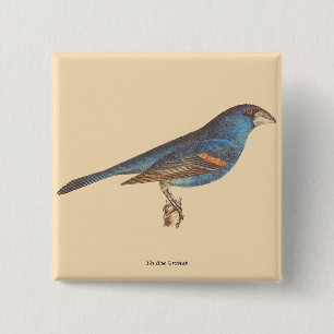 Bóton Quadrado 5.08cm O Grosbeak Azul, os Pássaros de Nova Iorque de Jam