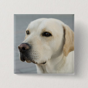 Bóton Quadrado 5.08cm O Labrador dourado