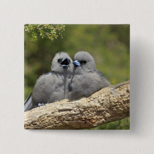 Bóton Quadrado 5.08cm O preto enfrentou Woodswallow, cinereus do