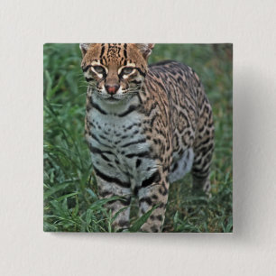 Bóton Quadrado 5.08cm OCELOTE (Leopardus pardalis) AMÉRICA CENTRAL