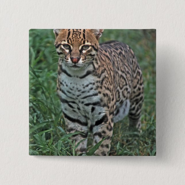Bóton Quadrado 5.08cm OCELOTE (Leopardus pardalis) AMÉRICA CENTRAL (Frente)