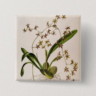 Bóton Quadrado 5.08cm Odontoglossum Hastatum