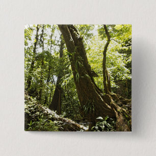 Bóton Quadrado 5.08cm opinião da floresta húmida, Dominica