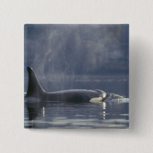 Bóton Quadrado 5.08cm Orca fêmea adulta (Orcinus Orca), Puget