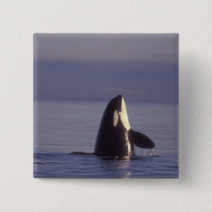 Bóton Quadrado 5.08cm Orca (Orca orcinus) espiando perto
