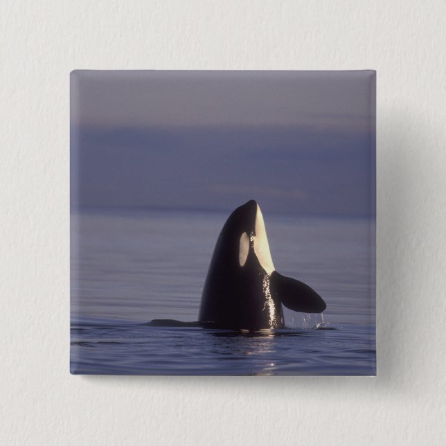 Bóton Quadrado 5.08cm Orca (Orca orcinus) espiando perto (Frente)