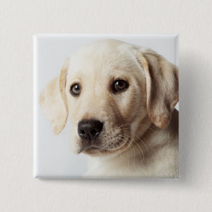Bóton Quadrado 5.08cm Ouro Labrador Puppy