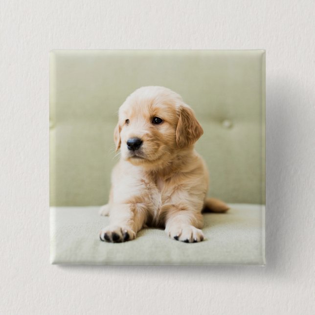 Bóton Quadrado 5.08cm Ouro Retriever Puppy no sofá (Frente)