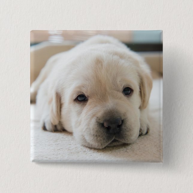 Bóton Quadrado 5.08cm Ouro Sonolento Labrador Puppy (Frente)