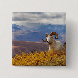 Bóton Quadrado 5.08cm ovelhas dall, Ovis dalli, ram