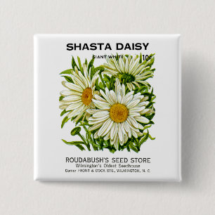 Bóton Quadrado 5.08cm Pacote de Semente de Shasta Daisy Vintage