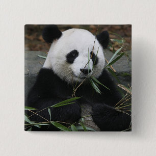 Bóton Quadrado 5.08cm Panda-gigante
