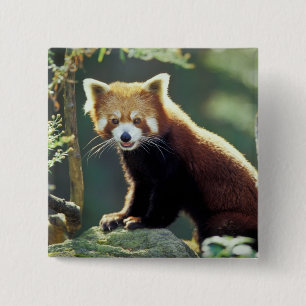 Bóton Quadrado 5.08cm Panda-vermelho Ailurus fulgens)