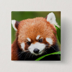 Bóton Quadrado 5.08cm Panda Vermelho Fofo