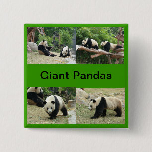Bóton Quadrado 5.08cm pandas gigantes