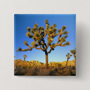 Bóton Quadrado 5.08cm Parque Nacional Joshua Tree, Califórnia. EUA.