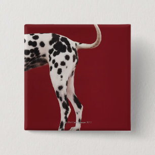 Bóton Quadrado 5.08cm Parte traseira do Dalmatian