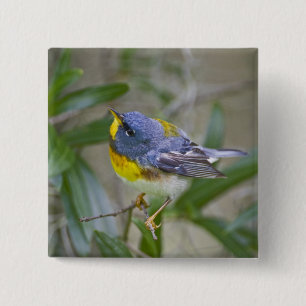 Bóton Quadrado 5.08cm Parula americana (Parula americana)
