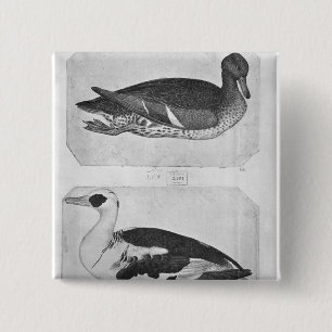 Bóton Quadrado 5.08cm Patos, o do álbum de Vallardi