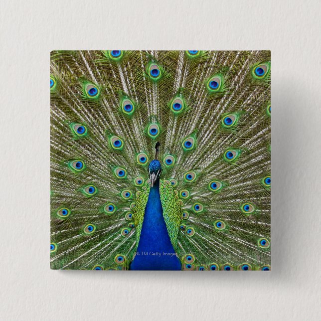 Bóton Quadrado 5.08cm Pavão com as penas (Frente)