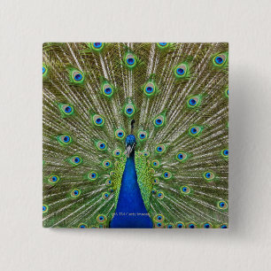 Bóton Quadrado 5.08cm Pavão que mostra suas penas