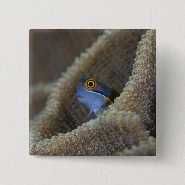 Bóton Quadrado 5.08cm peixe Blenny Blenniidae) espreitando a cabeça para (Frente)