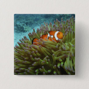 Bóton Quadrado 5.08cm Peixe-palhaço-ocidental ( Amphiprion ocellaris )