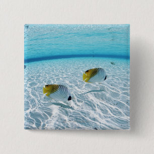 Bóton Quadrado 5.08cm Peixes no mar 2