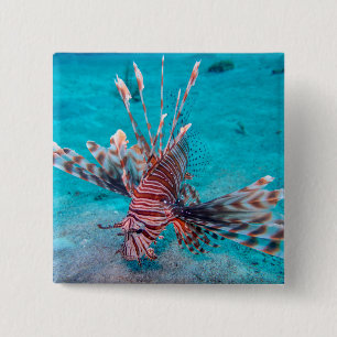 Bóton Quadrado 5.08cm Peixes vermelhos bonitos do leão