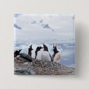 Bóton Quadrado 5.08cm Penguins in Antarctica