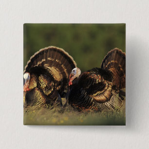 Bóton Quadrado 5.08cm Peru selvagem, Meleagris gallopavo,machos
