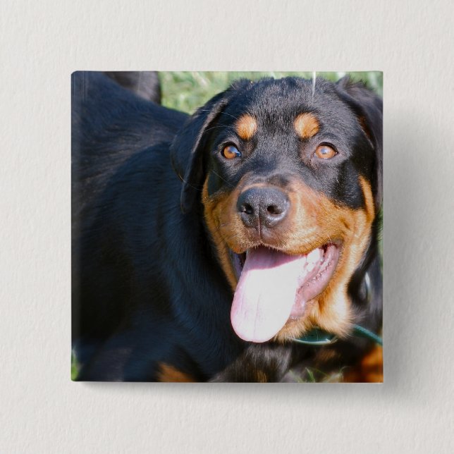 Bóton Quadrado 5.08cm Pin amigável de Rottweiler (Frente)
