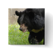 Pin asiático do urso preto