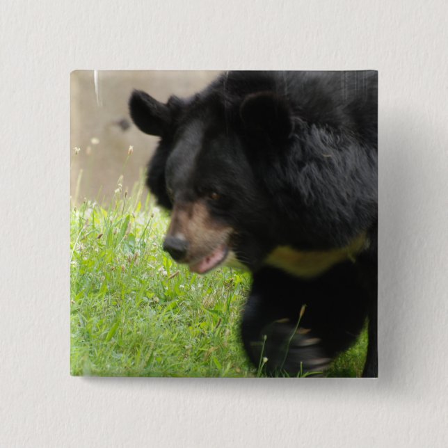 Bóton Quadrado 5.08cm Pin asiático do urso preto (Frente)