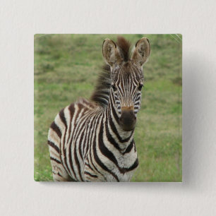 Bóton Quadrado 5.08cm Pin do quadrado da zebra do bebê
