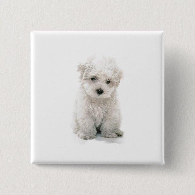 Bóton Quadrado 5.08cm Pin quadrado bonito de Bichon Frise (Frente)