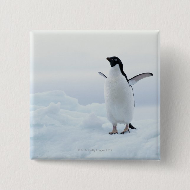 Bóton Quadrado 5.08cm Pinguim adéguo, Antártica (Frente)