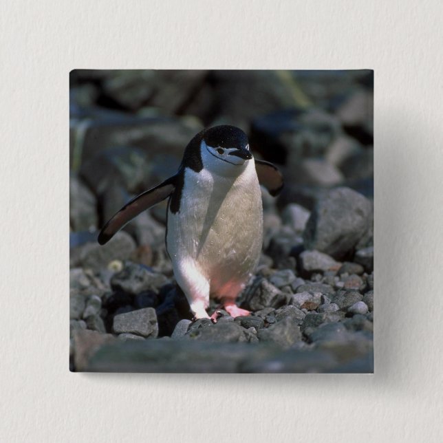 Bóton Quadrado 5.08cm Pinguim de Chinstrap (Frente)