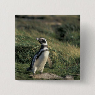 Bóton Quadrado 5.08cm Pinguim-de-magalhães (Spheniscus magellanicus),