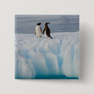 Bóton Quadrado 5.08cm pingüim-gentoo, Pygoscelis Papua, no gelo glacial