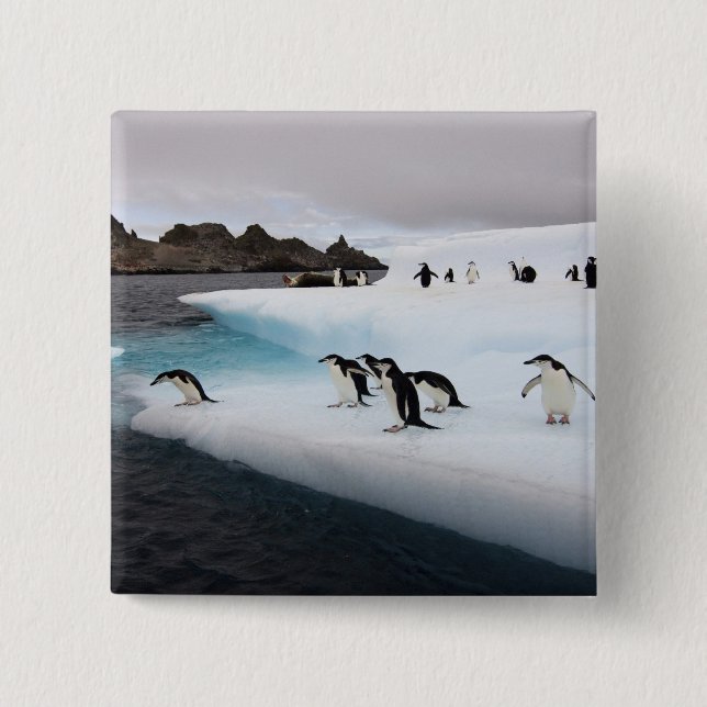 Bóton Quadrado 5.08cm Pinguins-de-barbicha (Frente)