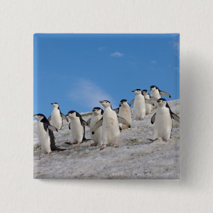 Bóton Quadrado 5.08cm Pinguins-de-barbicha Pygoscelis Antarctica