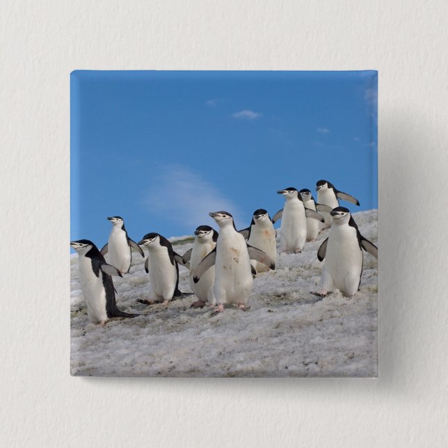 Bóton Quadrado 5.08cm Pinguins-de-barbicha | Pygoscelis Antarctica (Frente)